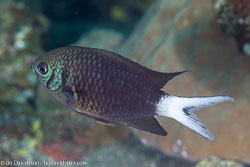 BD-130331-Tulamben-8591-Chromis-xanthura-(Bleeker.-1854)-[Paletail-chromis].jpg